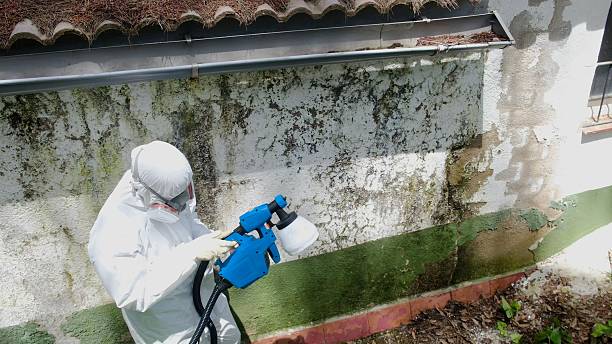 Top rated local Mold Remediation specialists in Sterling, VA